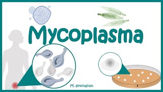 Mycoplasma Morphology  Pathogenesis  Clinical features Diagnosis Treatment  Mycoplasma  PPLO [upl. by Alekahs]