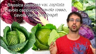 quotQuello che sorpassa ogni altro vegetalequot [upl. by Aubree482]