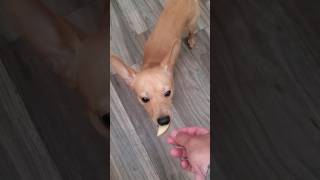 El Frijolito comiendo manzana 🍎 happydog love doglife perros perritocomelon frijolin [upl. by Dahl67]