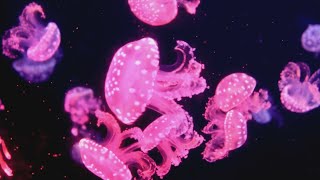 Incredible Footage Of JellyFish In Dark Water  Illuminated in Ocean Waters amp Aquariums [upl. by Husha]