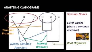 IB Biology A32 Classification amp Cladistics [upl. by Aeneg]