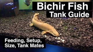 Senegal Bichir Care Guide  Feeding amp Size [upl. by Ymmas936]