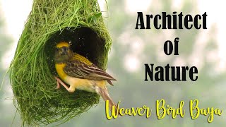 Architect of Nature  Baya Weaver Bird Nest Making  Weaver Bird building Nest  Baya Bird Nest [upl. by Elyse]