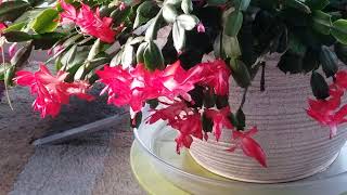 ThanksgivingChristmas Cactus Care Tips amp Questions for December [upl. by Aihsekin]