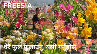 Freesia flower A Scented flower Grow and Complete Care Guide Tips In Nepali Language [upl. by Dorn697]