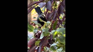 Common Grackle and Bluejays [upl. by Kowalski]