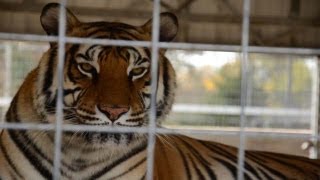 Tigers and Public in Danger at Roadside Zoo [upl. by Leugimesoj]