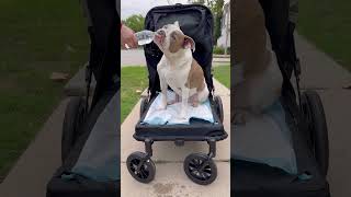 5 top features you need to know as a large dog stroller petstroller dog [upl. by Seilenna828]