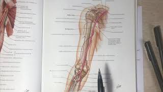 Anastomoses around Elbow joint [upl. by Scutt]