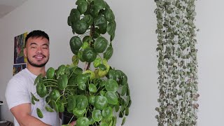 How to Grow A Giant Pilea Peperomioides  Houseplant Care Guide and Tips [upl. by Ilyak]