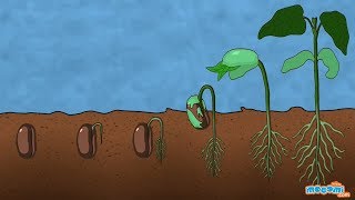 What is Germination of Seed  Plant Science for Kids  Educational Videos by Mocomi [upl. by Wrightson880]