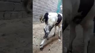 Spastic paresis in cattle calf [upl. by Ilehs]