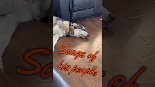 The Secret Life of Sleepy Huskies [upl. by Natehc]