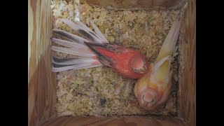 BABIES FROM FOUR BOURKE PARAKEET HENS AUGUST 2023 [upl. by Ssac955]