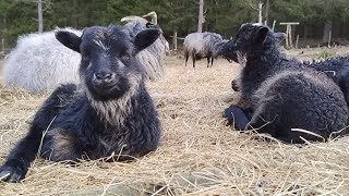 Dog tv slow tv Lambs days old  sheep playing jumping eating and sleeping Relaxing background [upl. by Zil992]