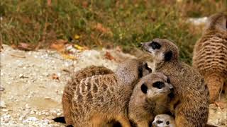 quotThe MEERKAT Suricata suricatta or suricate Is a small mongoose found in southern AFRICAquot [upl. by Yenahc]