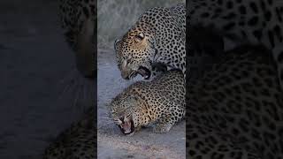 Leopard Encounter Takes an Aggressive Turn [upl. by Amsden]