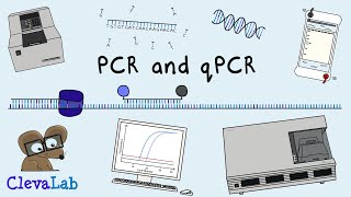 What is PCR and qPCR  PCR Animation [upl. by Cynthy]