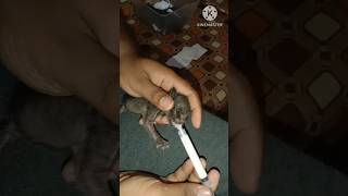 newborn kitten syringe feeding [upl. by Devinna628]