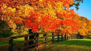 Beautiful Relaxing Music Peaceful Soothing music quotSeptember Autumn Leavesquot in 4k by Tim Janis [upl. by Rudie857]