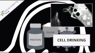 Pinocytosis liquid internalization explained with living cells [upl. by Annirok]