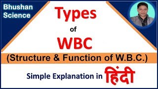 White Blood Cell WBC or Leukocytes  Function of WBC in hindi  Bhushan Science [upl. by Osmo]