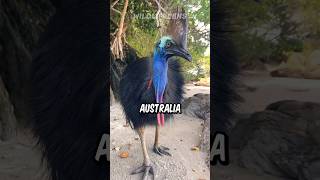 Cassowary  The Deadliest Bird In The World [upl. by Pascale913]