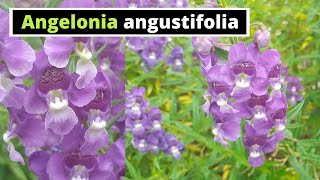 Angelonia angustifolia [upl. by Auoh794]