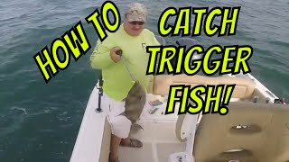 How to Catch Trigger fish and a couple flounder [upl. by Alyat]