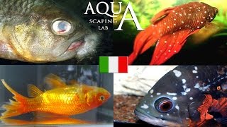 Aquascaping Lab  Malattie dei pesci come curarle puntini bianchi corrosione delle pinne ecc [upl. by Alard268]