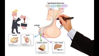 Pharmacology – DRUGS FOR PITUITARY AND THYROID DISORDERS MADE EASY [upl. by Atnuahs628]