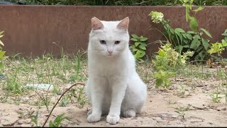 I brought lunch for a white cat with heterochromatic eyes [upl. by Denis358]