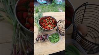 Garden Harvest 🍓🫛🧄  June 5 2024  Connecticut Garden zone6b [upl. by Airdni]