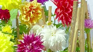 you tube video beautiful ornamental dahlia plants gardening [upl. by Aikrahs]