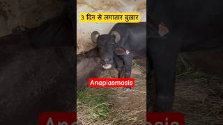 Anaplasmosis in Buffalo veterinary veterinarymedicine Dr Suresh Jangir [upl. by Queena]