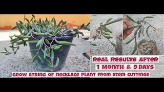 How to grow Ruby Necklace Plant from stem cuttings  Propagation of Othonna capensis [upl. by Enirehtahc]