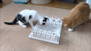 Charlie und Tipsy  zwei Katzen mit Ataxie [upl. by Naoh]