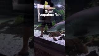 giant arapaima fish attack 😲😩 shorts [upl. by Akiehsal829]