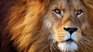 10 Astonishing Facts About Lions AI Generated [upl. by Mcbride368]