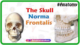 Anatomy of the Skull  Norma Frontalis [upl. by Nivanod]