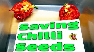 How to Save Chilli Pepper Seeds [upl. by Horgan]