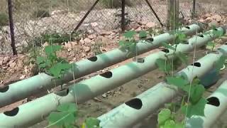 Soilless farming in India  hydroponic gardening grows organic plants fast  कैसे करे cultivation [upl. by Stephine]