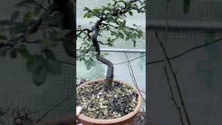 Lorme de Chine pour le cours débutant sur FaitesDuBonsai [upl. by Amorete]