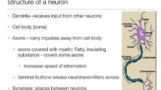 Introduction to Psychology 21  The Brain and Behavior  Nervous System and Neurons [upl. by Enaira]