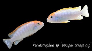 Pseudotropheus red top Ndumbi best fight [upl. by Audwen244]