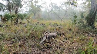 Fine florida public land buck Florida wma muzzleloader hunt [upl. by Manvil879]