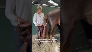 Ever seen a horse with tail extensions 🤯 youtubeshorts horsey equestrian explore subscribe [upl. by Ydaf]