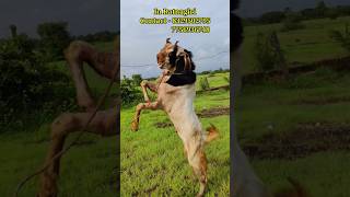 For sale  Mohammad Sofi Goat farm Ratnagiri goatfarm goats bakramandi goatfarming viral [upl. by Tonneson]