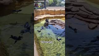 CUTE PENGUINS satisfying games asmr penguin cute amazing penguins ocean birds shorts [upl. by Cirdahc]