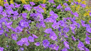 Geranium cranesbill Rozanne  FarmerGracycouk [upl. by Jourdain662]